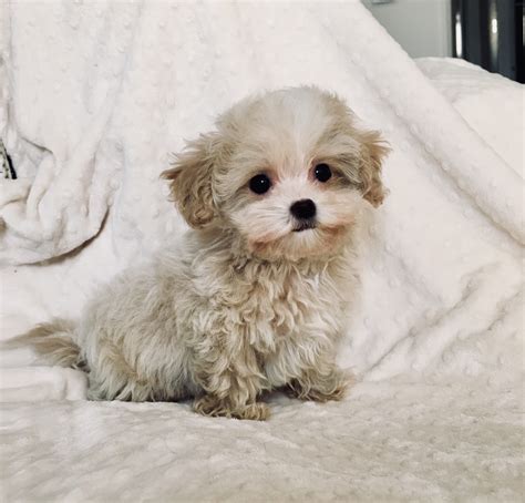 Teacup maltipoo for sale - Good Dog is your partner in all parts of your puppy search. We’re here to help you find Maltipoo puppies for sale near Pennsylvania from responsible breeders you can trust. Easily search hundreds of Maltipoo puppy listings, connect directly with our community of Maltipoo breeders near Pennsylvania, and start your journey into dog ownership ... 